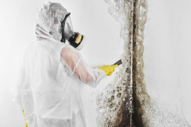 Higginsville, MO Mold Remediation Company