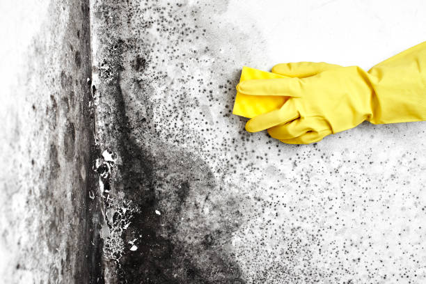 Best Basement Mold Remediation in Higginsville, MO
