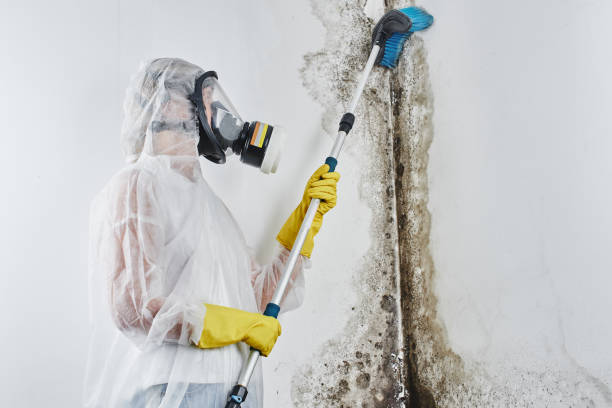 Best Black Mold Remediation in Higginsville, MO