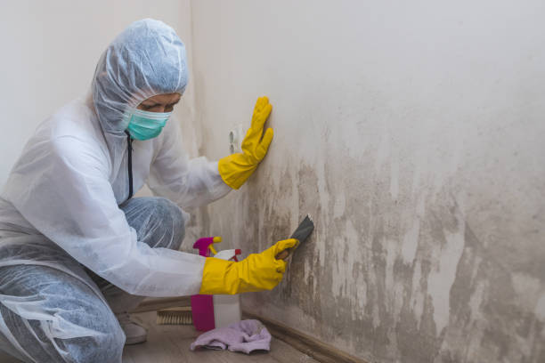 Best DIY Mold Remediation Support Services in Higginsville, MO