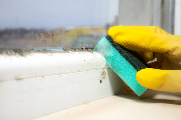 Best Commercial Mold Remediation in Higginsville, MO