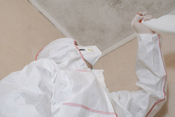 Best Bathroom Mold Remediation in Higginsville, MO