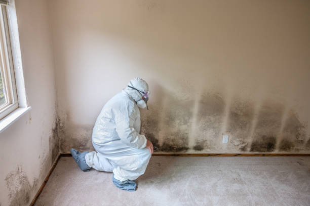 Best HVAC Mold Remediation in Higginsville, MO