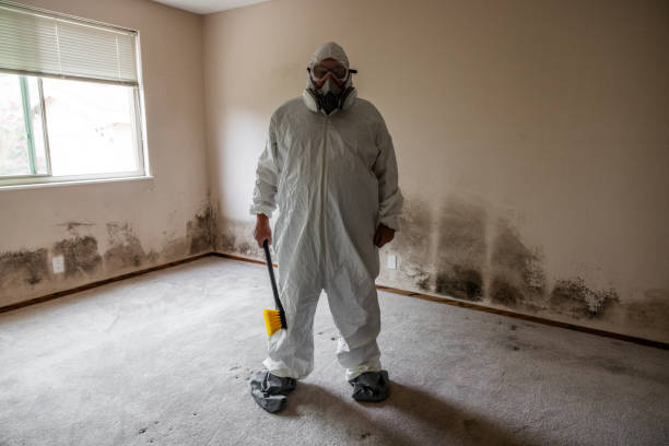 Best Attic Mold Remediation in Higginsville, MO